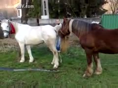 Trainer separates two concupiscent horses